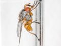 Pegomya winthemi